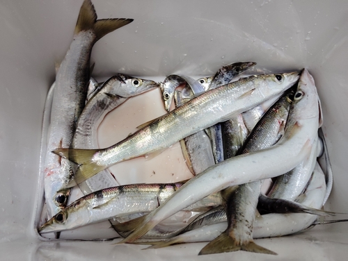 カマスの釣果