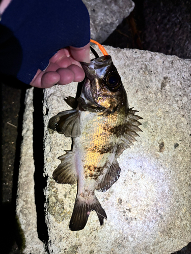 シロメバルの釣果