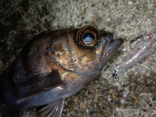 メバルの釣果