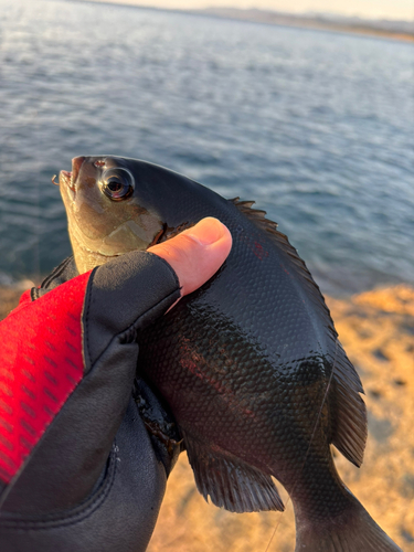 グレの釣果