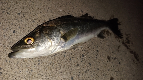 セイゴ（マルスズキ）の釣果