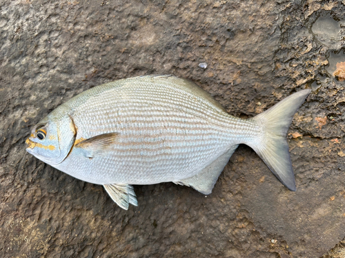 イスズミの釣果