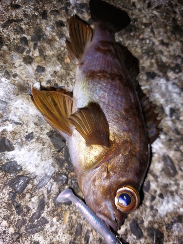 メバルの釣果