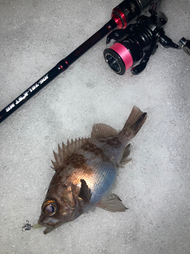 メバルの釣果