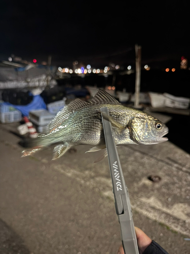 イシモチの釣果