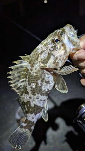 タケノコメバルの釣果