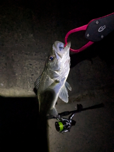 セイゴ（ヒラスズキ）の釣果