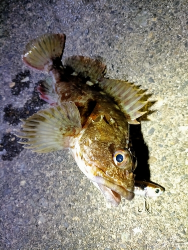 カサゴの釣果