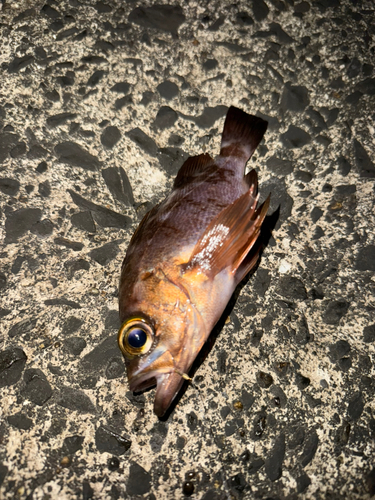 メバルの釣果