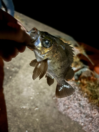 シロメバルの釣果