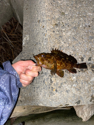 カサゴの釣果