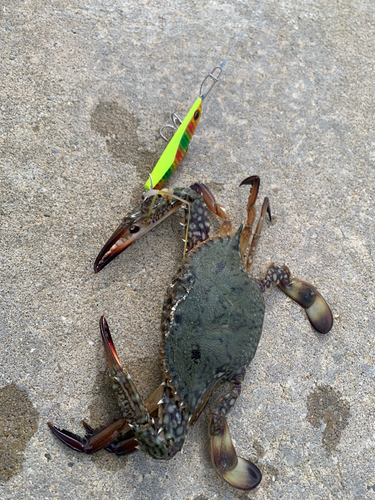 ワタリガニの釣果