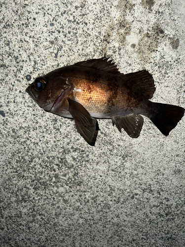 メバルの釣果