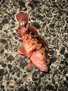 カサゴの釣果