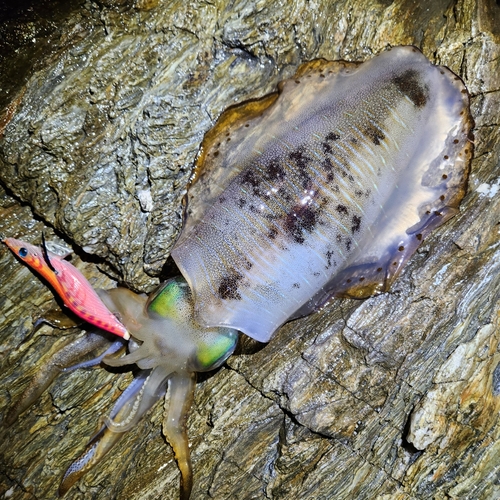 アオリイカの釣果