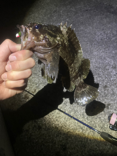 ムラソイの釣果