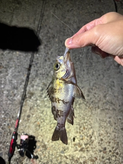 メバルの釣果