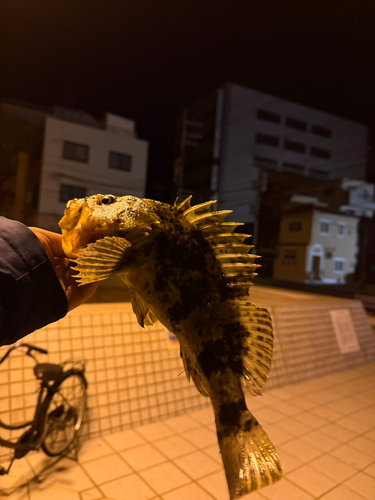 タケノコメバルの釣果