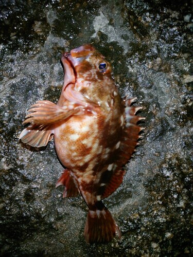 カサゴの釣果