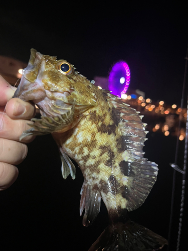 カサゴの釣果