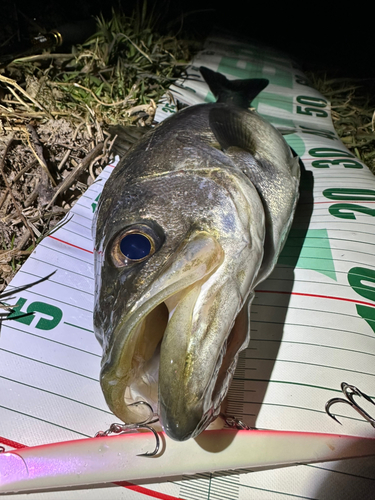 シーバスの釣果