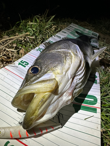 シーバスの釣果