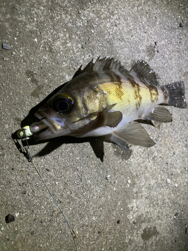 メバルの釣果