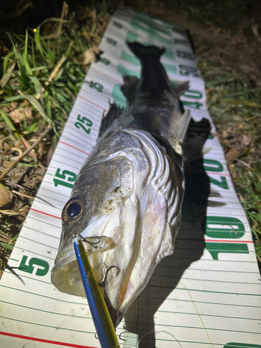 シーバスの釣果