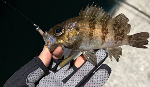 メバルの釣果