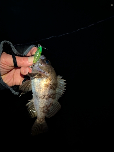 メバルの釣果