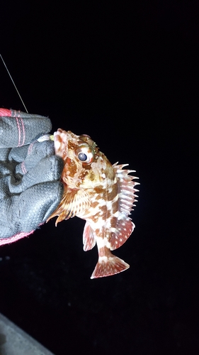 アラカブの釣果