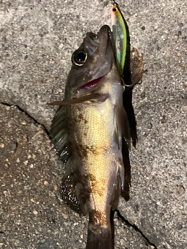 メバルの釣果