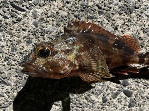 カサゴの釣果