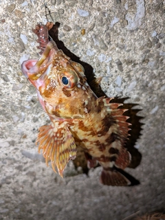 カサゴの釣果
