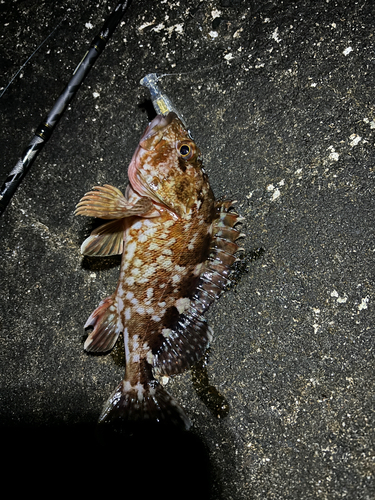 カサゴの釣果