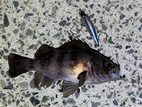 メバルの釣果