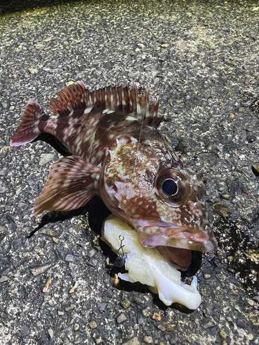 カサゴの釣果