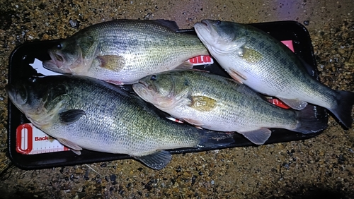 ブラックバスの釣果