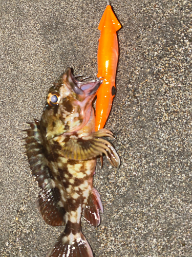 カサゴの釣果