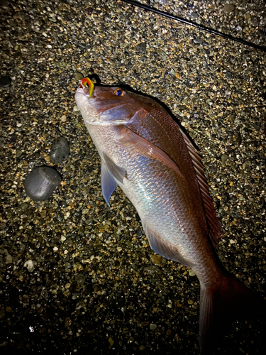 マダイの釣果