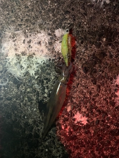 ヤリイカの釣果