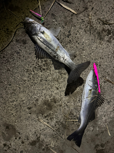 シーバスの釣果