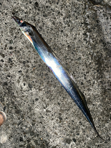 タチウオの釣果