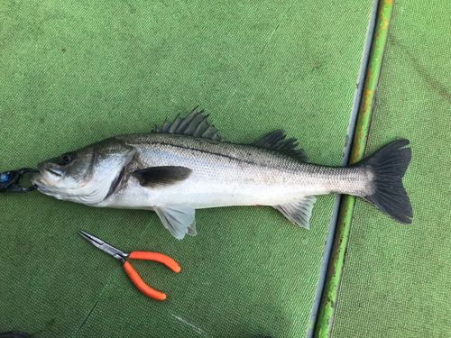 シーバスの釣果