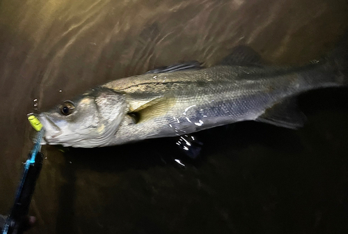 シーバスの釣果