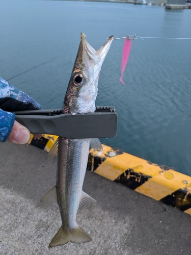 カマスの釣果