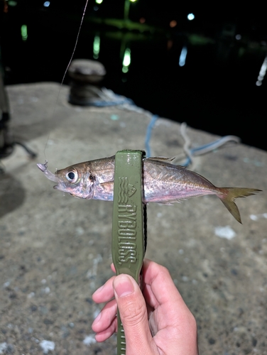 マアジの釣果