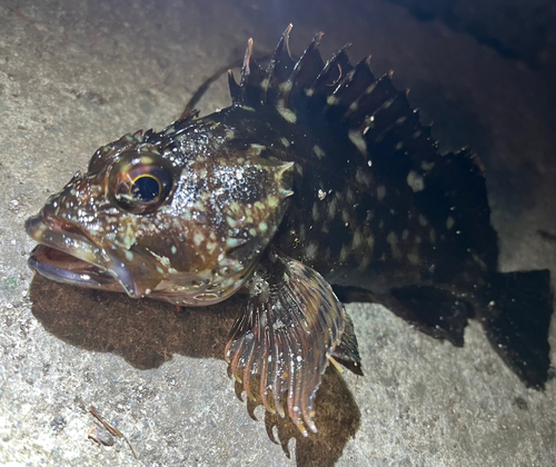 カサゴの釣果