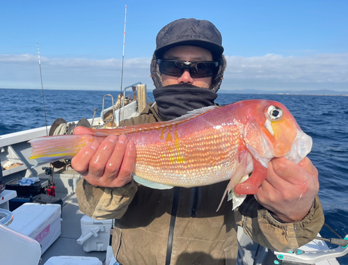 アマダイの釣果