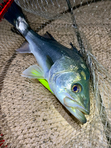 フッコ（マルスズキ）の釣果